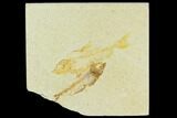 Two Detailed Fossil Fish (Knightia) - Wyoming #120564-1
